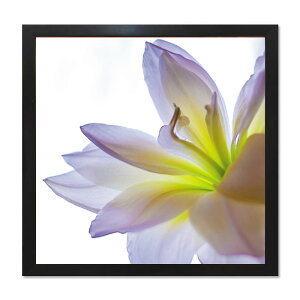 絵画 額入り 花 40cm おしゃれ 壁掛け 絵 Lily ゆり アートフレーム インテリア 壁 装飾 店 額入り