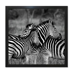 G z 40cm  Ǌ| G Zebra A[gt[ CeA   X z[u V}E} mg[