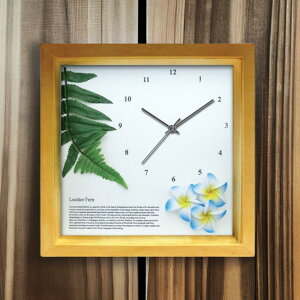 v Ǌ| |v 킢 nCA AWA Ȃ  22cm ` u  j Mtg v[g ̓