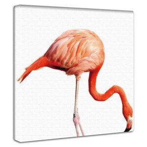 ~j}fUC A[gpl CeA Vv  t~S Jt  jO T  Vbv Cxg AJK[W VeB[{[C JtF 蕨 v[g 