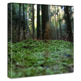 アートパネル 苔 水草 写真 接写 風景 絵 キャンバス製 ツノゴケ コケのインテリア 壁飾り 山林 岩場 石 森林