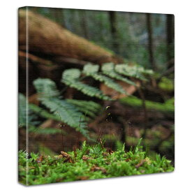 アートパネル 苔 水草 写真 接写 風景 絵 キャンバス製 ツノゴケ コケのインテリア 壁飾り 山林 岩場 石 森林