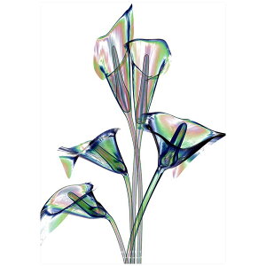 �y5��20�� ����N�[�|���z�y�y�V�����L���O1�ʊl���z ���_���|�X�^�[ �~�j�}���A�[�g �� Lilly Calla A3�T�C�Y 290x420mm �A�� �k�� �C���e���A ���m�N�� �~�j�}���X�g�f�U�C�� �N���G�C�e�B�u�A�v