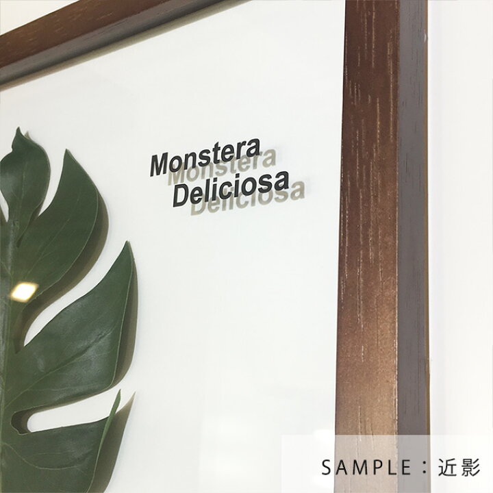 楽天市場】リーフパネル モンステラ ForestDeco Monstera 手軽に飾れる  