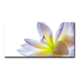 �y5��20�� ����N�[�|���z�A�[�g�p�l�� LILLY W100cm H50cm �V���v�� ���� �G �����̉Ԃ�`������i �Ǌ|�� �V�z ���� �y�ʂŏ���₷�� �i�`�������ȕ��͋C�̃C���e���A�ɍœK �����Ԃ̔�������