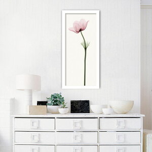 A[gpl k Ǌ| Ǐ  Anemone II All gQA[g G CeA  Vv Q rO ItBX ze   Vzj JƏj a@ NjbN 