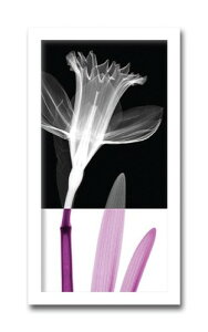 A[gpl  k Ǌ| Ǐ _ Stem I  G CeA  Q rO ItBX ze   Vzj JƏj a@ NjbN T Steven N.Meyersi