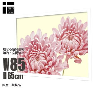 A[gpl _   FOSSEY GEORGE CHRYSANTHEMUM IN BLOOM e  G CeA  Q rO ItBX ze   Vzj JƏj a@ NjbN T