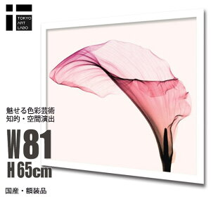 A[gpl _   Giant Calla gQA[g G CeA  Vv Q rO ItBX ze   Vzj JƏj a@ NjbN T