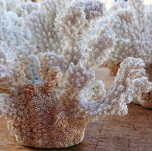 IuWF u CeAG Ƌ CeA C̐V[Y ܂Ŗ{ TS̃I[ig TS I[ig  X TS̎ ו܂ōČ {ƌԈႤق f 