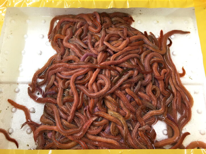 楽天市場 252 活エサ ｓｕｐｅｒ赤イソメ 養殖 500g 釣り餌 ノークレーム限定 フィッシングショップｔポート