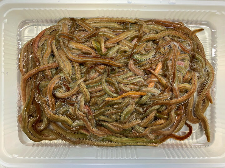 楽天市場 活エサ ｓｕｐｅｒ青虫 養殖青イソメ 250g 釣り餌 ノークレーム限定 フィッシングショップｔポート