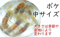 [662] ボケ （中小サイズ） 10匹セット 約3.5cm以下 ※ノークレーム限定 釣り餌