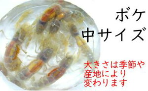 [662] �{�P �i���T�C�Y�j 10�C�Z�b�g ��4.0cm�ȉ� ���m�[�N���[������ �ނ�a