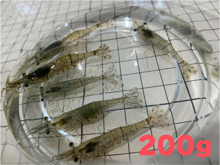 楽天市場】[882] スジエビ （モエビ） 200g 【他商品との同梱不可 