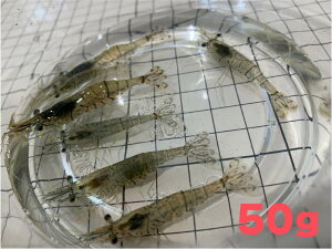 [885] XWGr iGrj 50g i50Cj 2`3cm yiƂ̓sz m[N[ ނa
