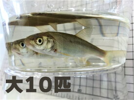 [813] 銀兵（ウグイ） 10匹セット 大サイズ 約12～18cm 程度 【他商品との同梱不可】 ※ノークレーム限定 釣り餌
