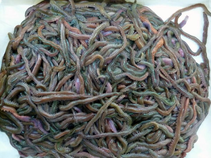 楽天市場 活エサ 釣り餌 ｓｕｐｅｒ青虫 養殖青イソメ １kg ノークレーム限定 フィッシングショップｔポート