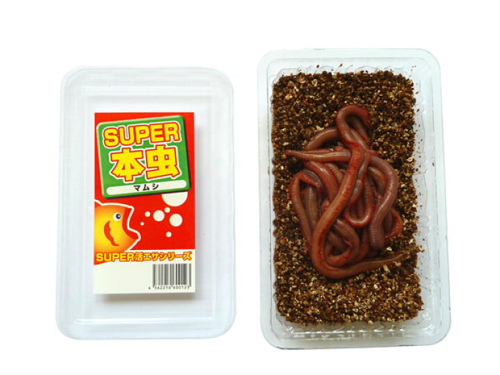 楽天市場 502 活エサ 養殖ｓｕｐｅｒ本虫 マムシ 岩虫 釣り餌 1 000円パック ノークレーム限定 フィッシングショップｔポート