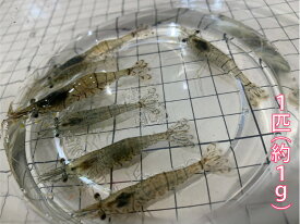 楽天市場 エビ 餌 釣りの通販