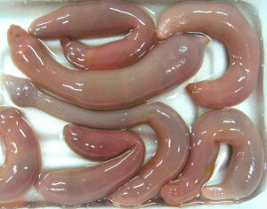 [600] V 10CZbg 2 ` 5cm ނa iJCEqEEACij m[N[