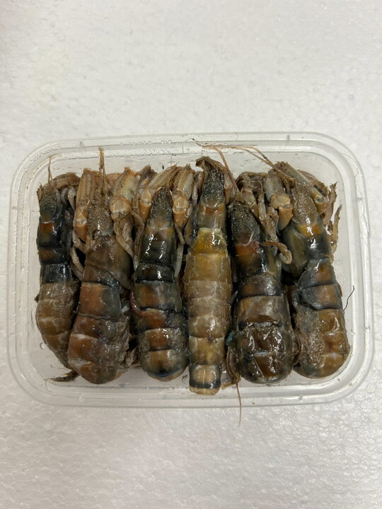 楽天市場】冷凍 カメジャコ 12匹 ダンゴ釣り 海上釣堀 刺し餌 