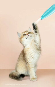 SgJbg    ybgoJ ᑛ g~O Jbg pi  Z type-c[d doJ 