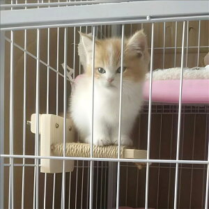 �L �P�[�W�p�X�e�b�v �K�i ��t�ȒP �L�p�X�e�b�v �܂Ƃ� �ؐ��X�e�b�v ���R ����~�ߕt �X�e�b�v�⏕