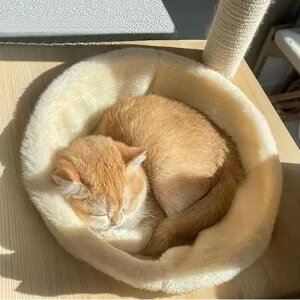 �L �F���D �}�b�g �y�b�g�x�b�h �~ �L ���킢�� �F���D�p �}�b�g �N���A�{�E���p �p�[�c �P�i �N�b�V���� �x�b�h ������ �􂦂� �g���� �������� �ӂ�ӂ� �������� �L�Q�� �q�L ��^�L ����