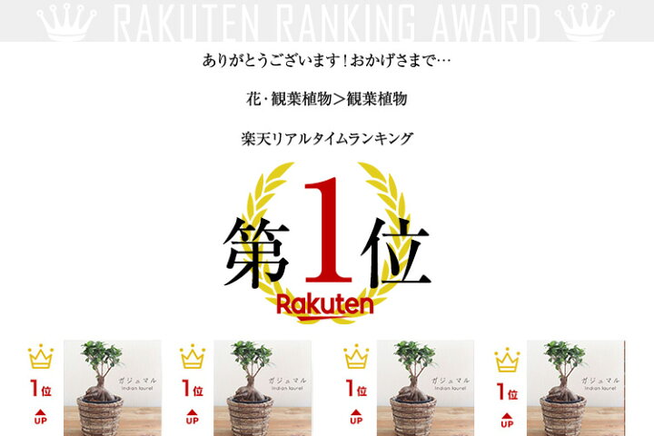 楽天市場 母の日 父の日 ギフト 幸せを呼ぶ 観葉植物 5号 ミニ ガジュマルの木 鉢植え がじゅまる 金運 恋愛運 くじ運 対人運 仕事運 勝負運 結婚運 人気運 インテリア 風水 男性 女性 春夏 秋冬 プレゼント ギフト ボタニカル グリーン 緑 おしゃれcocoro