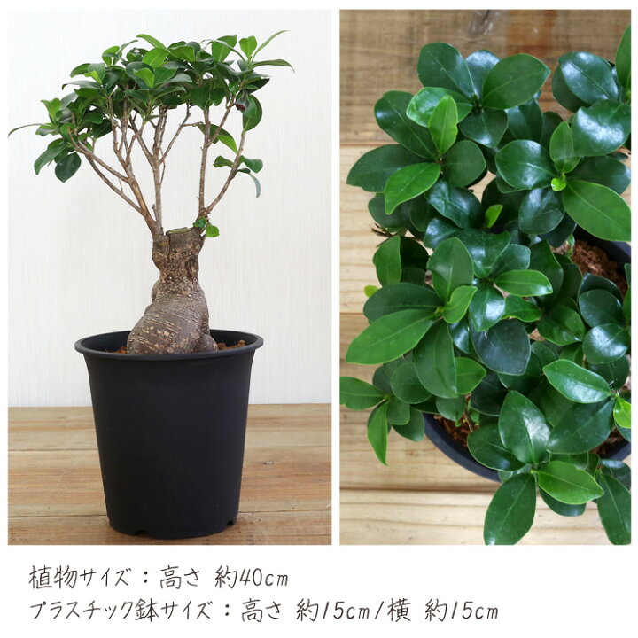 楽天市場 ランキング1位 母の日 父の日 ギフト 幸せを呼ぶ 観葉植物 5号 ミニ ガジュマルの木 鉢植え がじゅまる 金運 恋愛運 くじ運 対人運 仕事運 勝負運 結婚運 人気運 インテリア 風水 男性 女性 春夏 秋冬 プレゼント ギフト ボタニカル グリーン 緑 おしゃれ