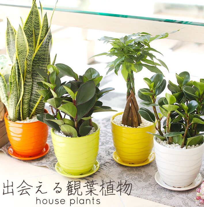 楽天市場 送料無料 選べる観葉植物 5号鉢 ペペロミア サンセベリア パキラ カラフル 鉢 お洒落 インテリア 春夏 秋冬 プレゼント ギフト ボタニカル グリーン ストレス解消 マイナスイオン おしゃれcocoro