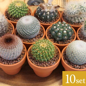 観葉植物 サボテン 2号の人気商品 通販 価格比較 価格 Com