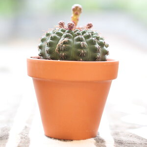 新築祝い 鉢植え Diy 工具の人気商品 通販 価格比較 価格 Com