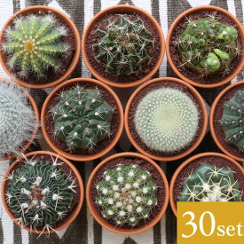 楽天市場 花 サボテン 種類 植物 サボテン の通販