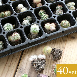 観葉植物 サボテン ミニサイズの人気商品 通販 価格比較 価格 Com