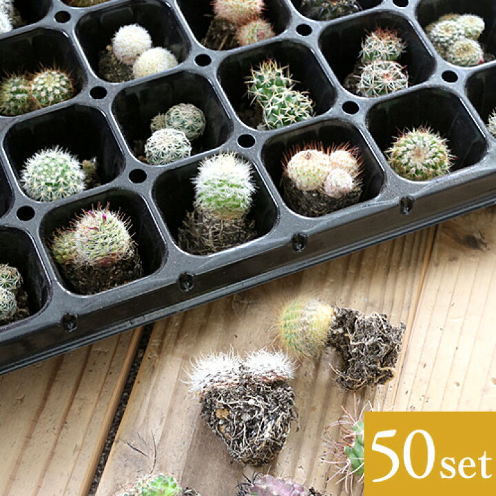 楽天市場 50本セット 寄せ植え 苗 セット サボテン ミニサイズ アソート インテリア 観葉植物 多肉植物 ミニサボテン カクタス お洒落 空気清浄効果 風水効果 運気 トラブル防止 金運 仕事運 恋愛運 健康運 おしゃれcocoro