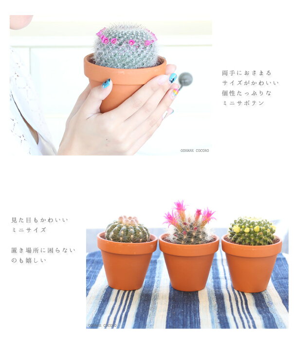 楽天市場 サボテン 3 5号鉢 アソート 30個セット 鉢植え インテリア 観葉植物 さぼてん 引越し祝い 父の日 母の日 バレンタインデー ホワイトデー プレゼント ギフト 空気清浄効果 風水効果 運気 トラブル防止 金運 仕事運 恋愛運 健康運 おしゃれcocoro 楽天市場 サボテン 3 5号鉢 アソート 30個セット 鉢植え インテリア 観葉植物 さぼてん 引越し祝い 父の日 母の日 バレンタインデー ホワイトデー プレゼント ギフト 空気清浄効果 風水効果 運気 トラブル防止 金運 仕事運 恋愛運 健康運 おしゃれcocoro