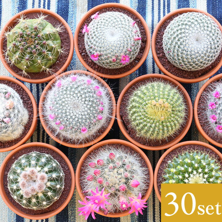 楽天市場 サボテン 3 5号鉢 アソート 30個セット 鉢植え インテリア 観葉植物 さぼてん 引越し祝い 父の日 母の日 バレンタインデー ホワイトデー プレゼント ギフト 空気清浄効果 風水効果 運気 トラブル防止 金運 仕事運 恋愛運 健康運 おしゃれcocoro 楽天市場 サボテン 3 5号鉢 アソート 30個セット 鉢植え インテリア 観葉植物 さぼてん 引越し祝い 父の日 母の日 バレンタインデー ホワイトデー プレゼント ギフト 空気清浄効果 風水効果 運気 トラブル防止 金運 仕事運 恋愛運 健康運 おしゃれcocoro