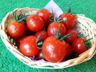【もっちりプリプリ】夏秋うまミニトマト（べにすずめ）バラ売り・無選別品 トマト プチトマト