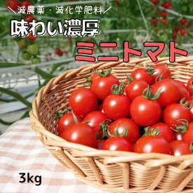 【減農薬】3kgうまみリッチ・味濃いトマト【特別栽培・減農薬・減化学肥料】バラ売り・無選別品 3kgプチトマト