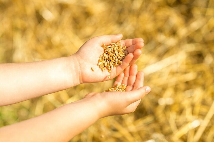 楽天市場】豆力 北海道産 玄小麦（ゆめちから） 雑穀 1ｋｇ : 食べもんぢから。
