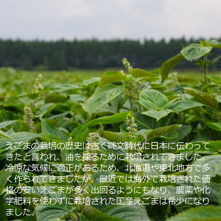 楽天市場 送料無料 えごま 荏胡麻 0g 乾燥 生 黒種 黒エゴマ 北海道産 無農薬 無化学肥料 無除草剤 自然農法 自然栽培 国産 国産雑穀米 国内産原料100 実 タネ 粒 油 オイル ジュウネン じゅうねん 十勝 オメガ3 健康 美容 ダイエット ポイント消化 単品配送商品
