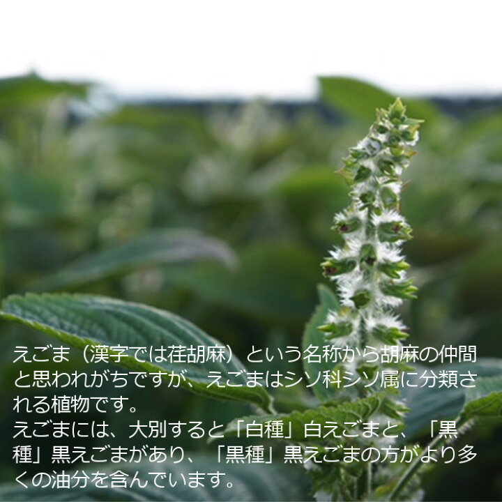楽天市場 送料無料 えごま 荏胡麻 0g 乾燥 生 黒種 黒エゴマ 北海道産 無農薬 無化学肥料 無除草剤 自然農法 自然栽培 国産 国産雑穀米 国内産原料100 実 タネ 粒 油 オイル ジュウネン じゅうねん 十勝 オメガ3 健康 美容 ダイエット ポイント消化 単品配送商品 楽天市場 送料無料 えごま 荏胡麻 0g 乾燥 生 黒種 黒エゴマ 北海道産 無農薬 無化学肥料 無除草剤 自然農法 自然栽培 国産 国産雑穀米 国内産原料100 実 タネ 粒 油 オイル ジュウネン じゅうねん 十勝 オメガ3 健康 美容 ダイエット ポイント消化 単品配送商品