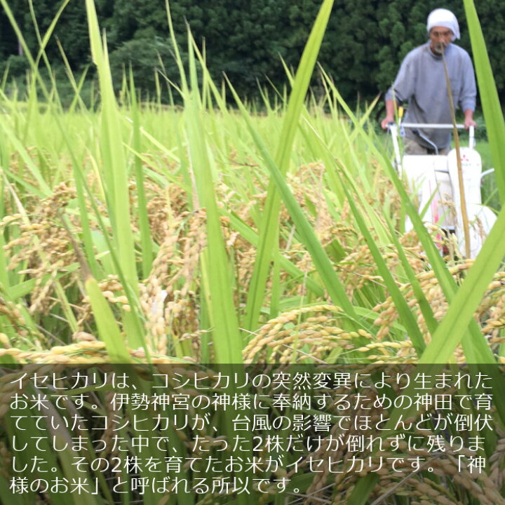 楽天市場】玄米 イセヒカリ 5kg いせひかり 自然栽培米 令和5年産 新米  