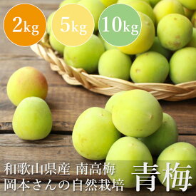青梅 （単品） 和歌山県産 南高梅 岡本さんの青梅 自然栽培 栽培期間中農薬不使用 紀州産 田辺 上芳養 岡本農園 自然農法 無施肥 サイズ混合 自家製梅干用 梅酒用 梅シロップ用 産地直送 お取り寄せ 数量限定 【一部地域を除き送料無料】【単品配送商品｜同梱不可】