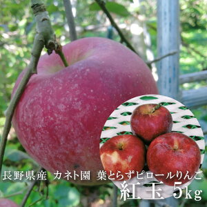 쌧Y ytƂ炸z g 4.5`5kg TCY 삳̂s[ s[_@ ܕsgp w엿sgp MB z{ Jlg S ь t[c ʕ 