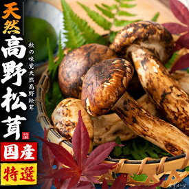 国産 松茸 秋 グルメ ギフト お歳暮 ハロウィン きのこ 天然 高野松茸 和歌山 生鮮 松茸 天然国産 希少 新鮮 秋の味覚 高級 旬 不揃い まつたけ マツタケ 土瓶蒸し 国産松茸 お吸い物 松茸ご飯 旬 誕生日 プレゼント グルメ 高級 お祝い 食べ物 送料無料 訳あり 1kg