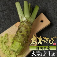 お中元 ギフト 夏ギフト 御中元 本わさび わさび 静岡県産 生 約100g〜120g 1本 2本 3本 セット 生わさび…