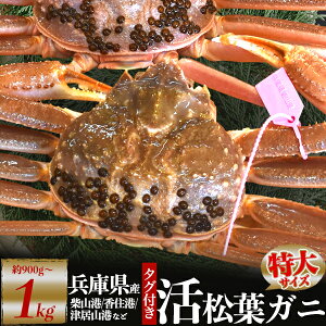 Ε ~Mtg Mtg  I 1 ɌY  tKj p YCKj 900g ` 1kg 1t  Ynؖ uh ^Ot JjiĎR / ËR / Z l₩ɁjtI ܂΃Kj 